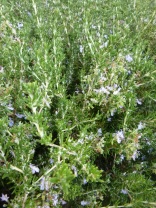big rosemary in my back yard. ok, actually it's the side yard.