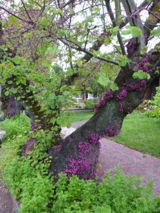just down the street from the World's Largest Redbuds were a few of these with a fuzz of blooms on their trunks!